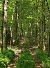 Track through an avenue of trees