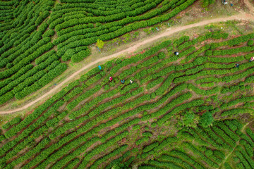 green tea plantation