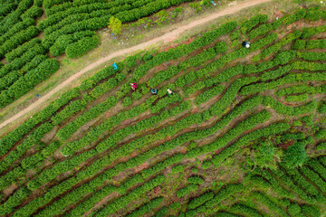 green tea plantation