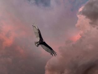 Vulture flying overhead aganist a dark threatening sky in southwest Florida USA