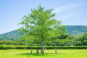 草原の木陰で休む女性