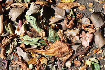 Close Up of Dried Autumn Leaves 