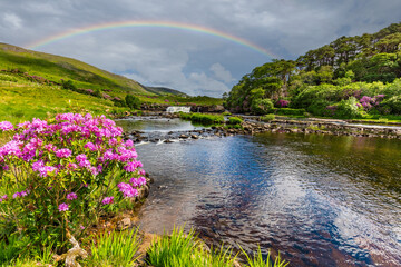 Fototapeta na wymiar Sprint Rhododendron with rainbow over AshLeigh Falls on the Eniff River in County Mayo in Ireland
