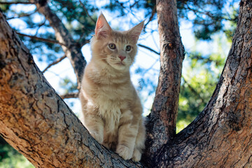 Naklejka na ściany i meble A big white maine coon kitten sitting on a tree in a forest in summer.