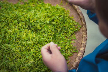 Tea making process
