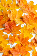 A detailed close up of real fallen autumn red maple leaves in a pile.