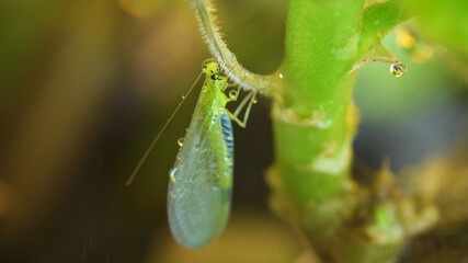 Insects Plants Nature Forest Garden Grass Bushes Trees Leaves Branches Summer Spring