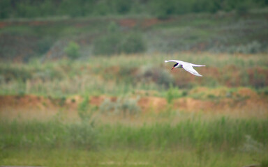 seagull in flight