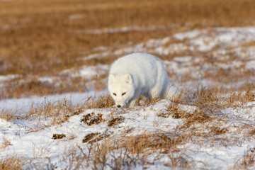 Obraz premium Arctic fox (Vulpes Lagopus) in wilde tundra. Arctic fox on the beach.