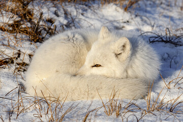 Fototapeta premium Arctic fox (Vulpes Lagopus) in wilde tundra. Arctic fox lying. Sleeping in tundra.