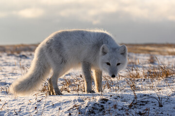 Arctic fox in winter time in Siberian tundra close up.