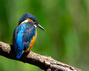 Martin-pêcheur sur un branchage.