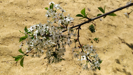 A branch of cherries with white flowers on a background of river sand. Blooming cherry tree. Fruit trees in early spring.