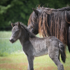 Muttertier mit Islandfohlen
