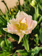 White and pink terry tulip among green leaves. The festival of tulips on Elagin Island in St. Petersburg.