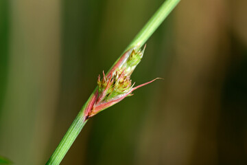 Compact rush // Knäuel-Binse (Juncus conglomeratus)  © bennytrapp