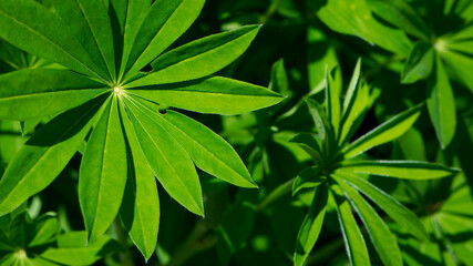 Fototapeta na wymiar green leaves of Lupinus polyphyllus with soft sunlight in the garden, Large-leaved lupine, Vaste lupine, plant is a species of lupin, Nature floral background. green spring or summer background