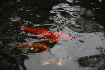Fish, red large cards floating in the water in a freshwater pond