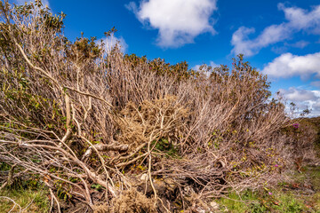 Rhododendron has invided County Sligo in Ireland