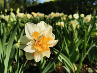 White terry daffodil with an orange center in green leaves. The festival of tulips on Elagin Island in St. Petersburg.