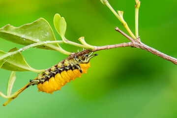 Yellow caterpillar perching on a perch