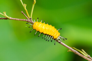 Yellow caterpillar perching on a perch