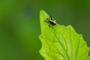 Tettigonioidea. insect sits on a leaf. small grasshopper sits on a twig on a green background. The green female grasshopper sits right on the grass in the meadow and is well camouflaged. close-up