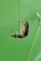 Shield Bugs mating. two beetles mate, insects reproduce, continuation of the genus. Heteroptera. Pentatomidae. Halyomorpha halys. macro photo of nature. natural background. bug close-up