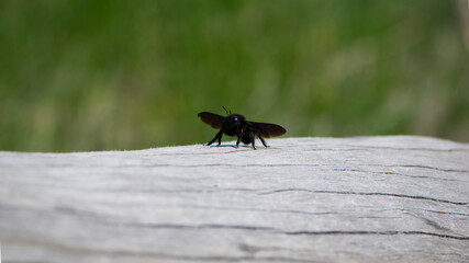 Xylocopa violacea. Black Xylocopa isolated on light background. bee carpenter purple. sitting on a wooden surface, a dry tree branch. big bumblebee, macro nature