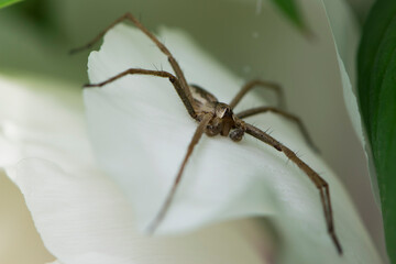Spider. large spider with long legs on white leaves of a flower. spider eyes, close-up. macro photo of nature, arthropod, hunting spider, small predator. danger for insects, sits on flowers
