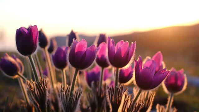 Crocus flowers or primroses in bloom in the mountains, wild crocus meadow, spring flowers blossom