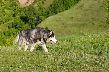 Husky dog walks on the green grass