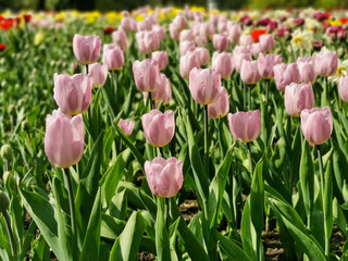 a flowerbed with lilac tulips on a sunny spring day . The festival of tulips on Elagin Island in St. Petersburg.