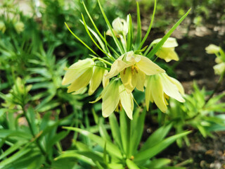 Imperial hazel grouse (Latin Fritillaria imperialis) yellow on a flower bed in a park on Elagin...