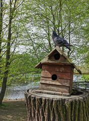 Bird and squirrel feeder in the form of a wooden house on a tree trunk, a pigeon sits on top in a park on Elagin Island in St. Petersburg.