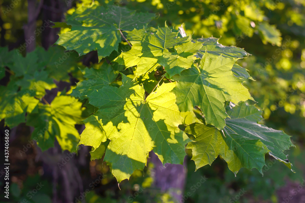 Poster Green maple leaves in the sunlight