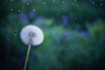 white dandelion on a dark green background glass in water drops rain on a blurry background