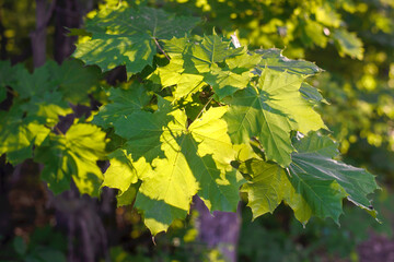 Green maple leaves in the sunlight