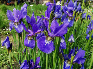Blue iris flowers in the Botanical garden of St. Petersburg.
