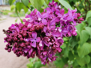 A branch of lilac with lilac-colored flowers, some of which are in buds.