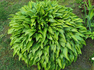 Round hosta bush with sharp matte green leaves, top view, in the Botanical Garden of St. Petersburg.