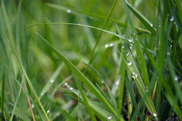 Macro green grass with dew after rain