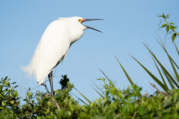 Snowy Egret Calling