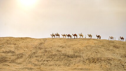 A line of camels walking through the hot desert.