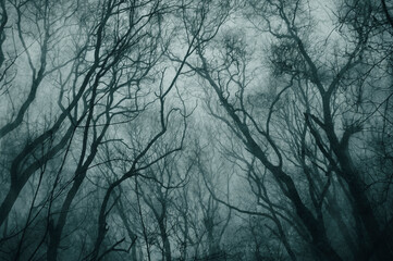 An atmospheric, moody concept. Looking up at a spooky forest of a trees on a foggy day. With a grunge, textured edit.