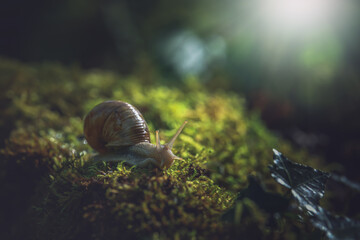 Big snail on the moss under sunrays