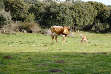 Naklejka na ściany i meble Cow keeping watch with newborn calf in pasture