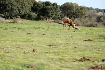 Cow checking on newborn calf laying in the meadow