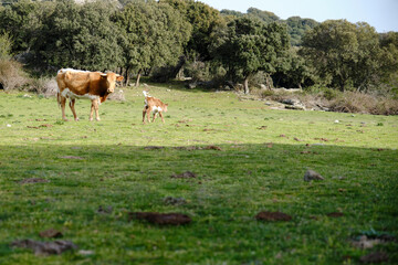 Naklejka na ściany i meble Cow keeping watch with newborn calf in pasture