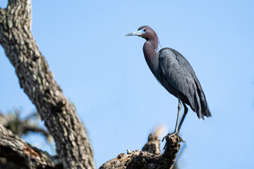 Little Blue Heron